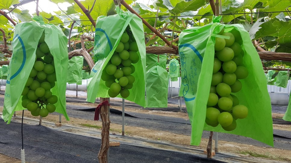 Các chùm nho đều được bọc kín giấy cách bụi, cách kí sinh và giúp cho quả nho chín đẹp hơn. Ảnh: Naver.