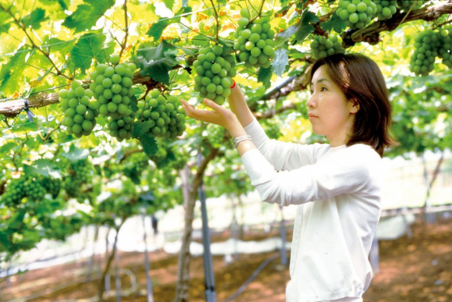 Nho sữa được trồng nhiều tại vùng đất Yeongdong, nằm trên chân núi Chungpungnyeong của dãy núi Sobaek. Ảnh: MomoBud.