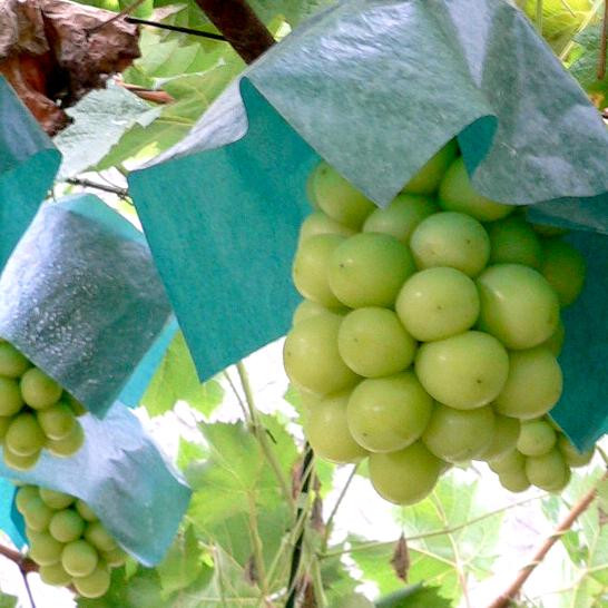 Được trồng trong khu vực sạch nên nho sữa Hàn Quốc không bị nhiễm bẩn. Ảnh: Rakuten.