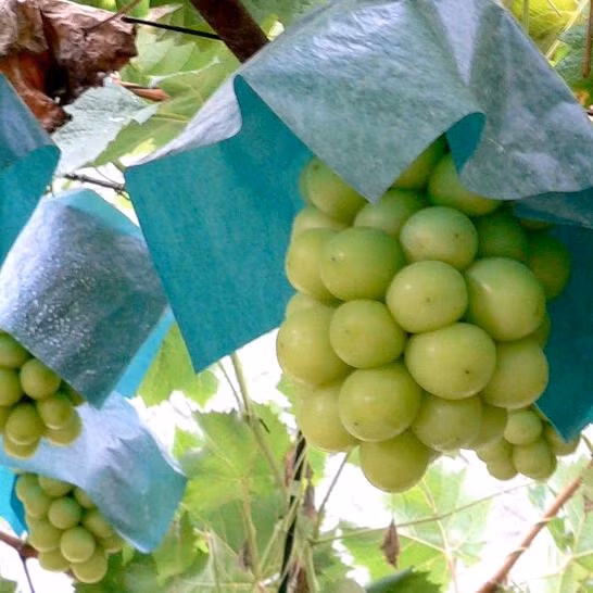 Được trồng trong khu vực sạch nên nho sữa Hàn Quốc không bị nhiễm bẩn. Ảnh: Rakuten.