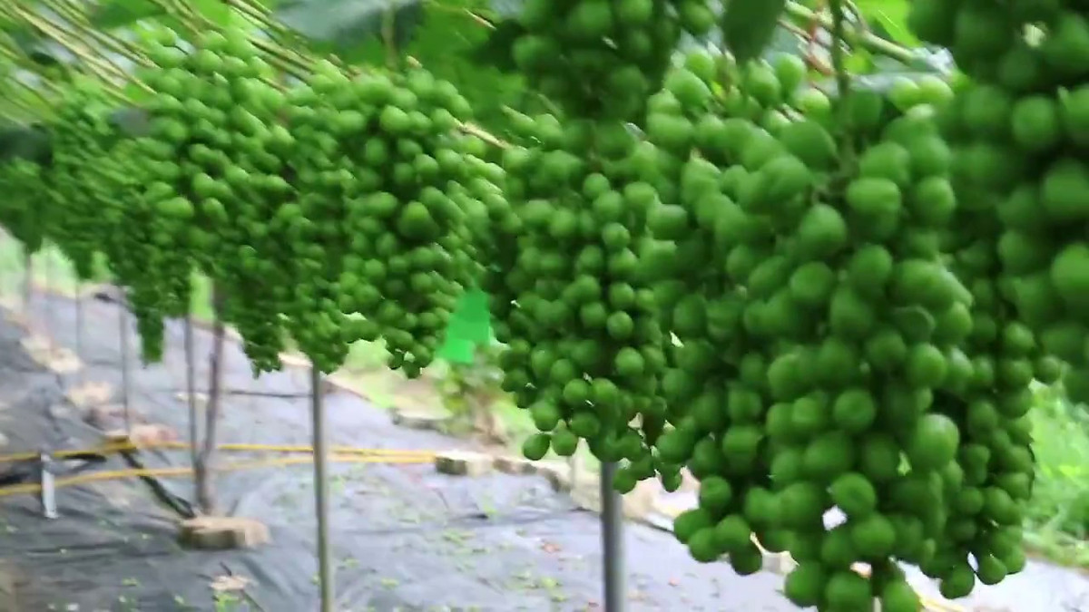 Do sự khác biệt nhiệt độ giữa ngày và đêm lớn nên Yeongdong sản xuất ra những chùm nho chất lượng ngon tuyệt và mùi thơm dễ chịu. Ảnh: Youtube.