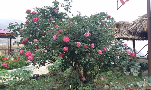 Hồng cổ Sapa có sức sống mạnh mẽ nên dễ trồng ở mọi điều kiện khí hậu. Ảnh: Congtycaydothi.