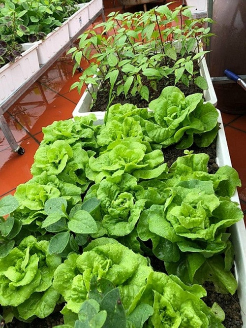 Khu vườn của chị có khoảng 100 chậu trồng rau sạch. Ảnh: DSPL.