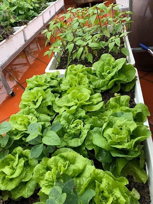 Khu vườn của chị có khoảng 100 chậu trồng rau sạch. Ảnh: DSPL.