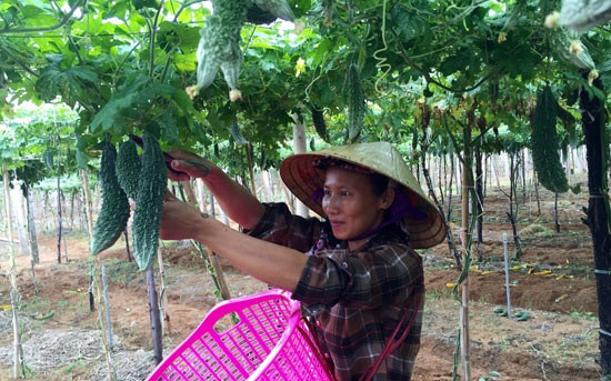 Vài năm gần đây, người dân ở xã Quỳnh Liên, TX. Hoàng Mai (Nghệ An) phát triển mô hình trồng mướp đắng gối vụ, cho hiệu quả kinh tế cao. Ảnh: Baonghean.