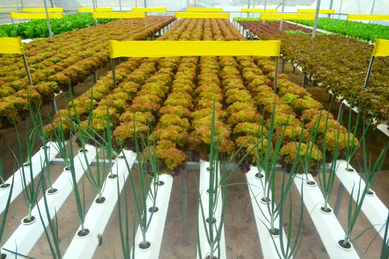 Sau khi đem trồng 25 ngày, rau cho thu hoạch. Vì vậy, mỗi năm nông trại rau của anh Linh có thể trồng tới 13 vụ. Ảnh: Cand.