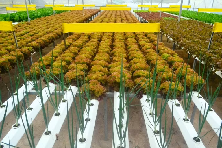 Sau khi đem trồng 25 ngày, rau cho thu hoạch. Vì vậy, mỗi năm nông trại rau của anh Linh có thể trồng tới 13 vụ. Ảnh: Cand.