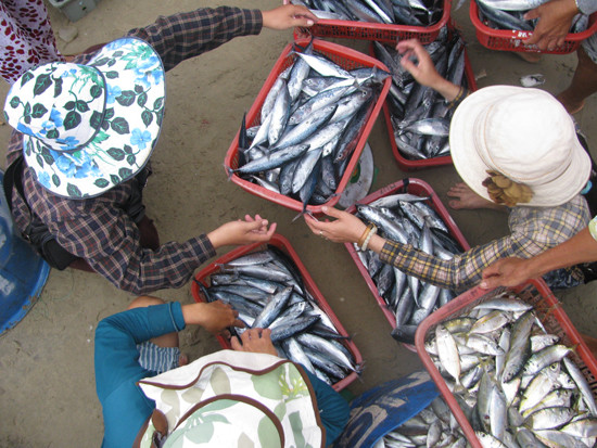 Ngư dân sau một đêm đánh bắt thuỷ hải sản trên biển cho những ghe, thuyền của mình cập bến mang theo đầy ắp cá, tôm. Ảnh: Baoquangnam.