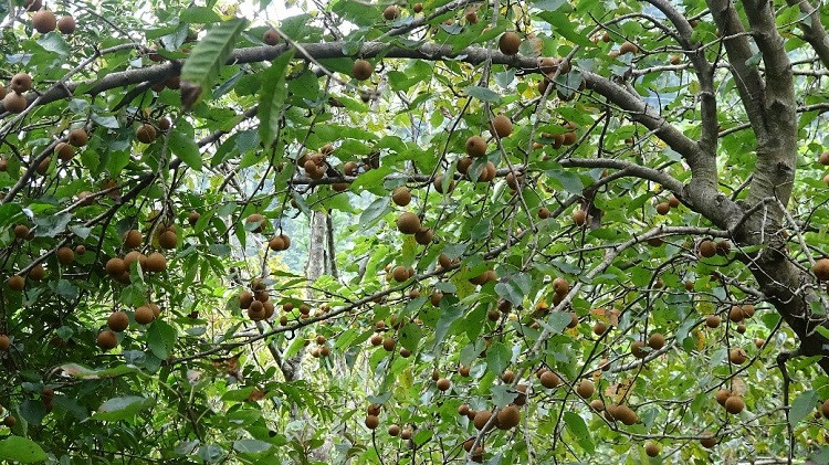 Mận đỏ không kén đất, trồng bất cứ chỗ nào trong vườn cũng sống khỏe và cho quả ngọt. Ảnh: Thannong.