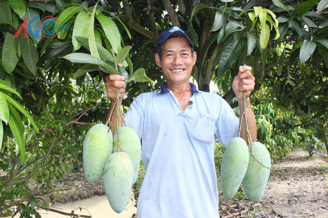 Mỗi trái xoài ba màu nặng trên dưới 1 kg, cá biệt có trái nặng gần 2 kg. Ảnh: Baoangiang.