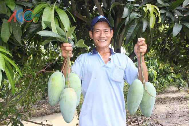 Mỗi trái xoài ba màu nặng trên dưới 1 kg, cá biệt có trái nặng gần 2 kg. Ảnh: Baoangiang.