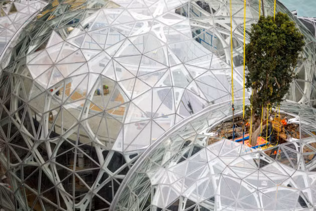 Để vận chuyển, công nhân phải cẩu cây Rubi lên và thả xuống từ lỗ trên mái nhà.