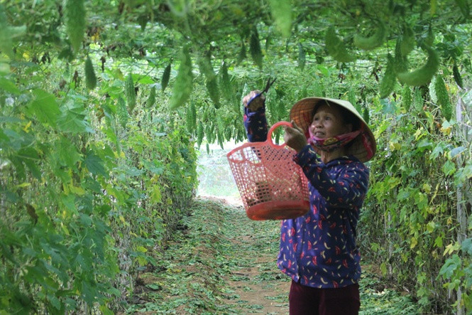 Mướp đắng cũng bén duyên trên đất Cẩm Trung (huyện Cẩm Xuyên, Hà Tĩnh). Ảnh: Nongnghiep.