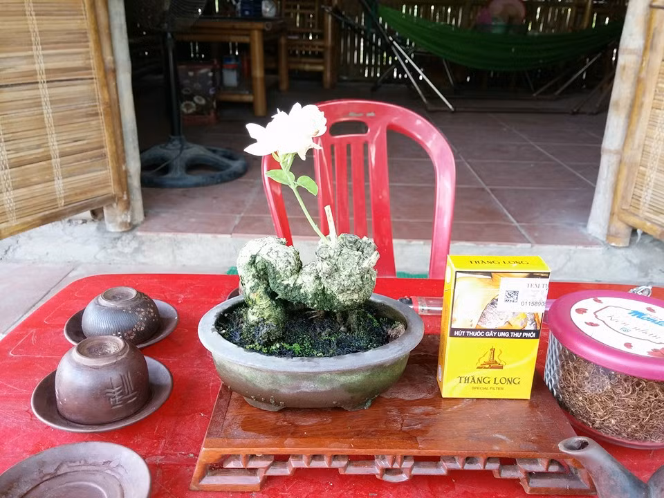 Nhài bonsai mini có thể đặt trên bàn trà hoặc bàn làm việc. Ảnh: FB Công Phủ.