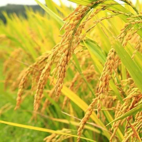 Trải qua hàng trăm năm, giống gạo Bồ Nâu Thanh Oai vẫn được người dân bảo quản, giữ gìn cho đến ngày nay. Ảnh: FB Nguyễn Sáng.