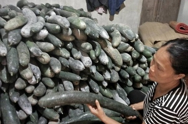  Bí xanh rớt giá, không người mua, nhiều gia đình đành cất giữ thành đống trong nhà. Ảnh: Baonghean.