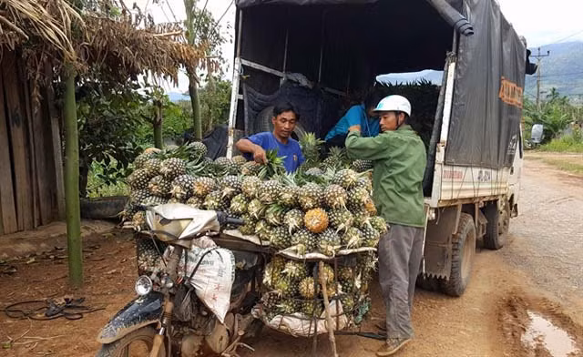 Dứa thu hoạch đến đâu, thương lái vào tận vườn mua hết đến đó. Ảnh: Nongnghiep.