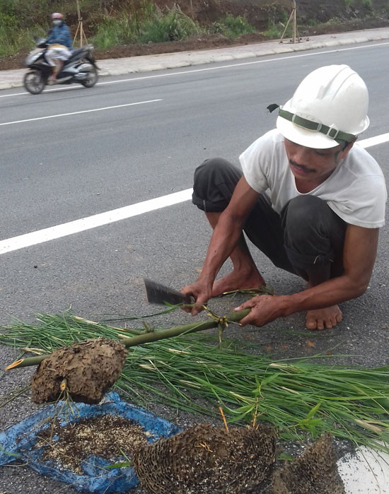 Mỗi ngày, một người đánh được 2 - 3kg, nhiều thì 5-6 kg. Với giá bán trung bình 200.000 đồng/kg, bà con kiếm được cả triệu đồng/ngày. Ảnh: Dân Việt.