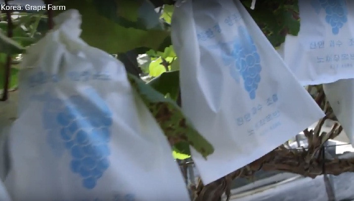 Đến thời điểm thu hoạch, lớp giấy trắng bên ngoài chùm nho vẫn được giữ nguyên để tiếp tục bảo vệ cho tới khi xuất khẩu. Ảnh: Youtube.