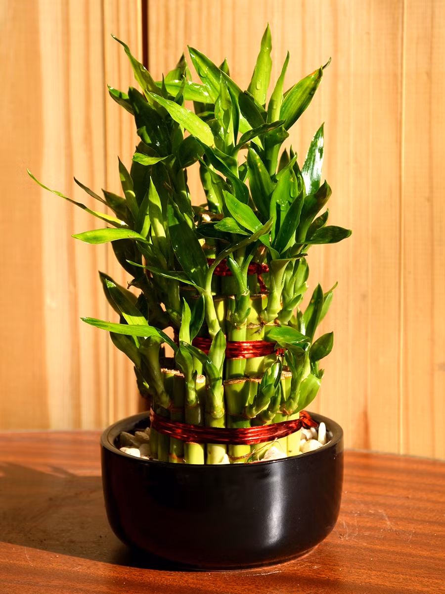 Tre may mắn hay còn gọi phát lộc là cây cảnh cực kỳ dễ chăm sóc. Không cần chăm sóc, chỉ cần thi thoảng tưới nước là cây có thể lên xanh tốt. Ảnh: Mudfingers.