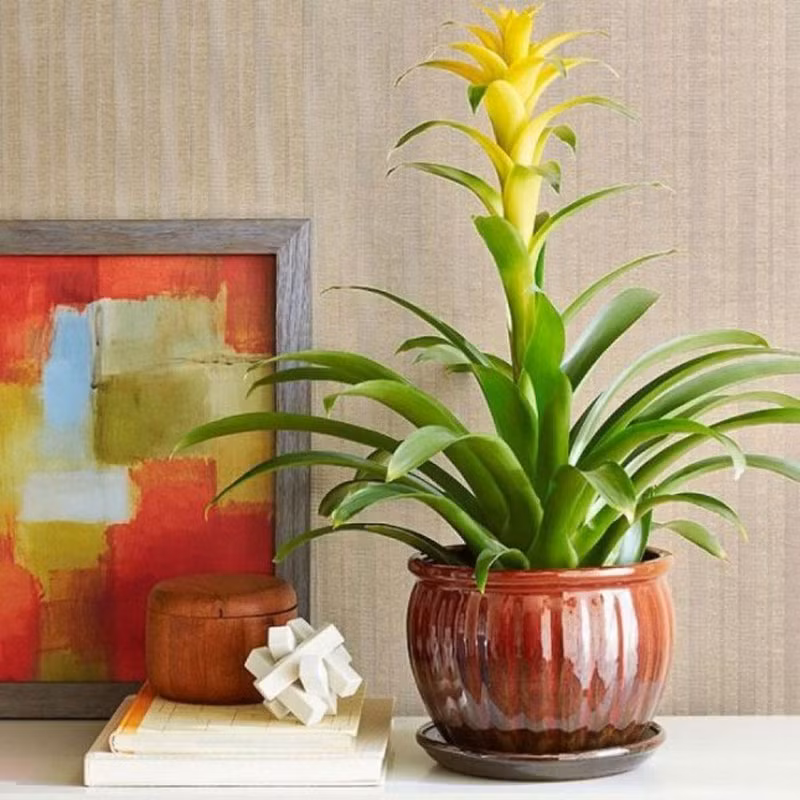 Chậu dứa cảnh nến ở quầy tiếp tân, bàn làm việc, phòng khách, phòng học, phòng ăn…Ảnh: FB Dream Garden.