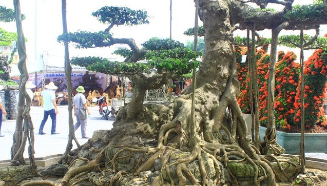 Trước đây, từng có khách trả giá 14 tỷ đồng nhưng anh Dũng chưa có ý định bán. Ảnh: Dân Việt.