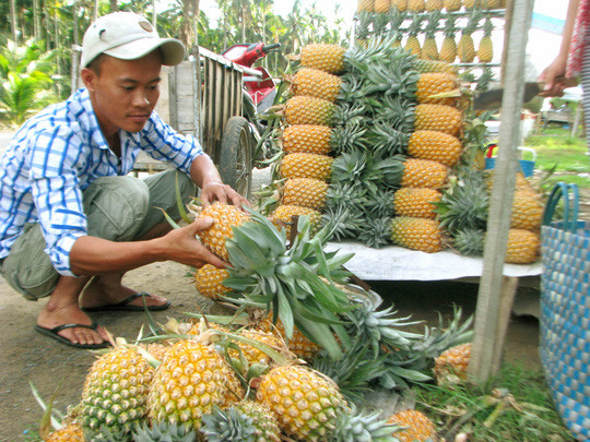 Cây khóm Tắc Cậu có điểm đặc biệt không bị sâu bệnh, trái tròn, cùi nhỏ, ngon ngọt hơn sản phẩm cùng loại khác. Ảnh: NLĐ.