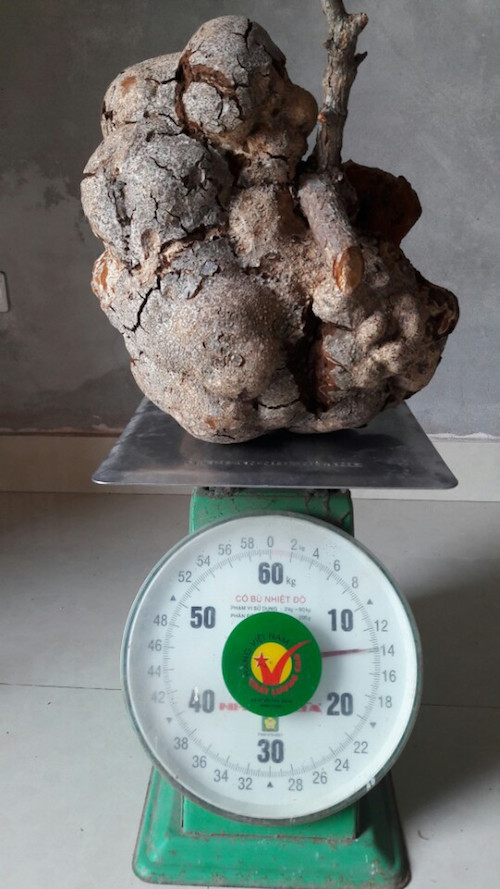 Loại nấm này càng lớn thì càng có giá trị. Hiện nay kỷ lục củ nấm phục linh thiên có kích thước lớn nhất là 14kg tại Yên Bái. Ảnh: Dân Việt.