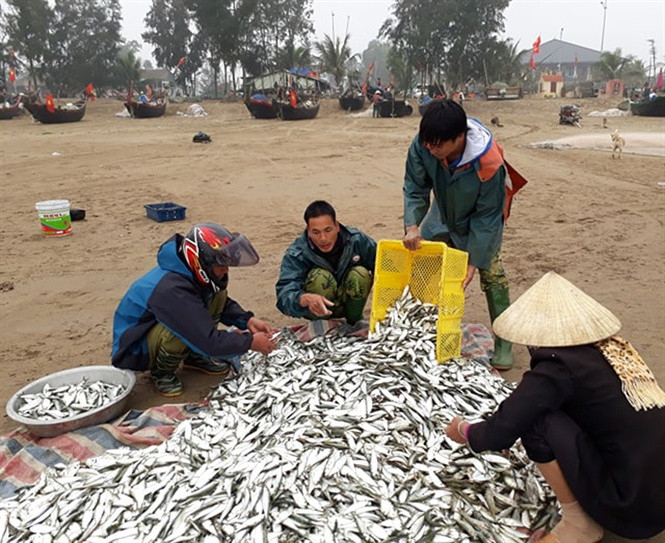 Ngư dân thường dậy từ 4 giờ sáng, ra ngư trường cách bờ khoảng 3 - 5 hải lý là đánh bắt được cá trích. Ảnh: Nongnghiep.