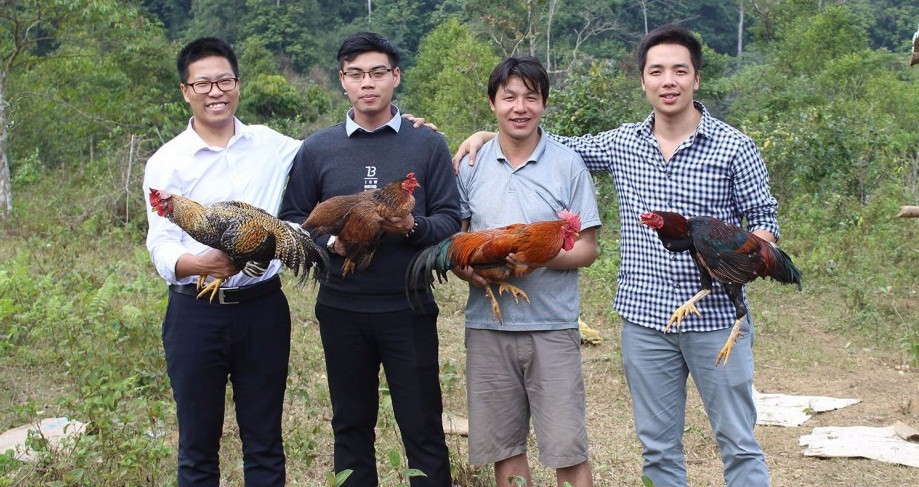 Dịp gần Tết, mỗi tuần Tùng xuất khoảng 4 cặp gà Lộc Phát với giá từ 3 triệu đồng/cặp. Ảnh: Traiga9cua.