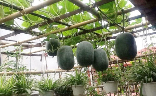 Bí đao là giống cây thân leo, có thể sinh trưởng nhanh và sai quả. Ảnh: Doansach.