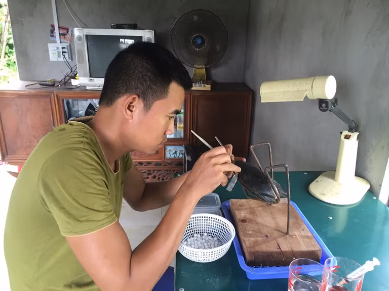 Anh Nguyễn Văn Tùng (thôn Dộc Lịch, xã Hướng Đạo, Tam Dương, Vĩnh Phúc) cũng thành công với nghề nuôi trai cấy ngọc. Ở lứa đầu tiên, với hơn 500 con trai, anh Tùng thu 1.000 viên ngọc, với giá bán 400.000 đồng/viên, trừ chi phí anh thu lãi hơn 300 triệu đồng/lứa. Ảnh: Baovinhphuc.