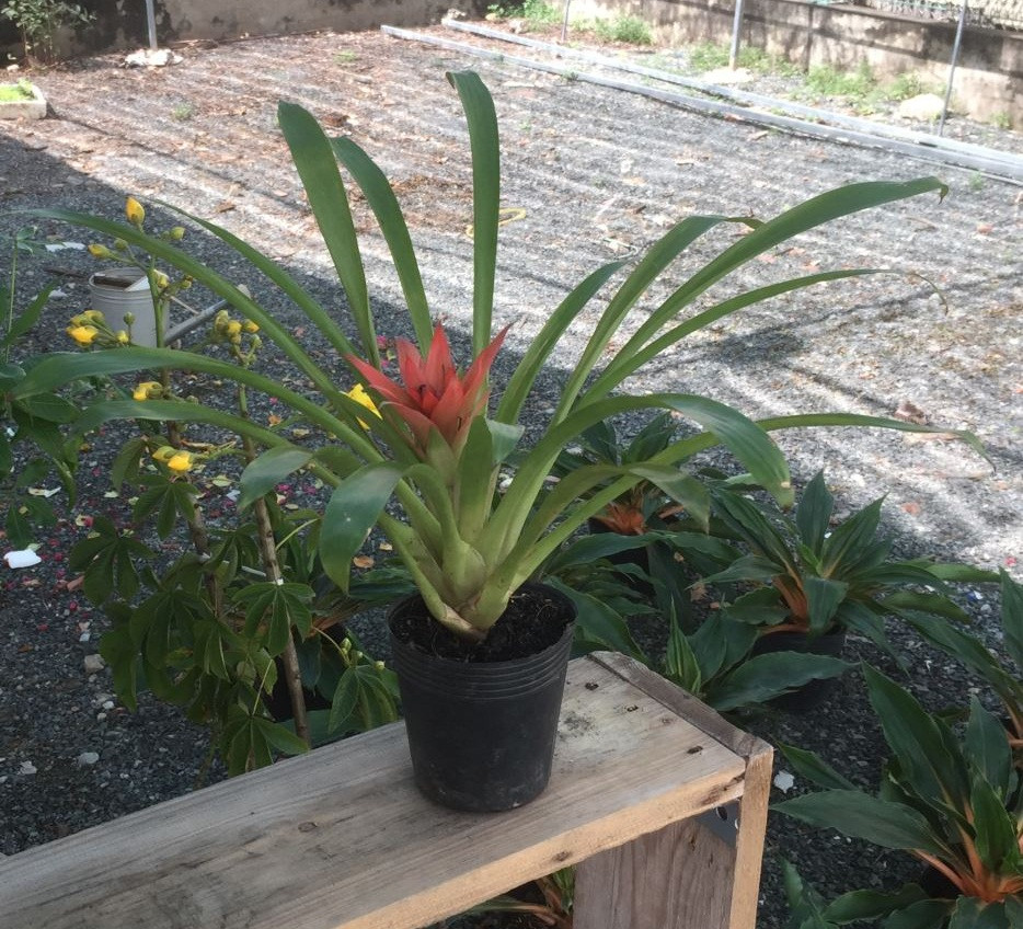 Mỗi tuần nên cho cây tiếp xúc với ánh sáng 2-4 tiếng để cây quang hợp tốt hơn. Ảnh: Bonsai mini.