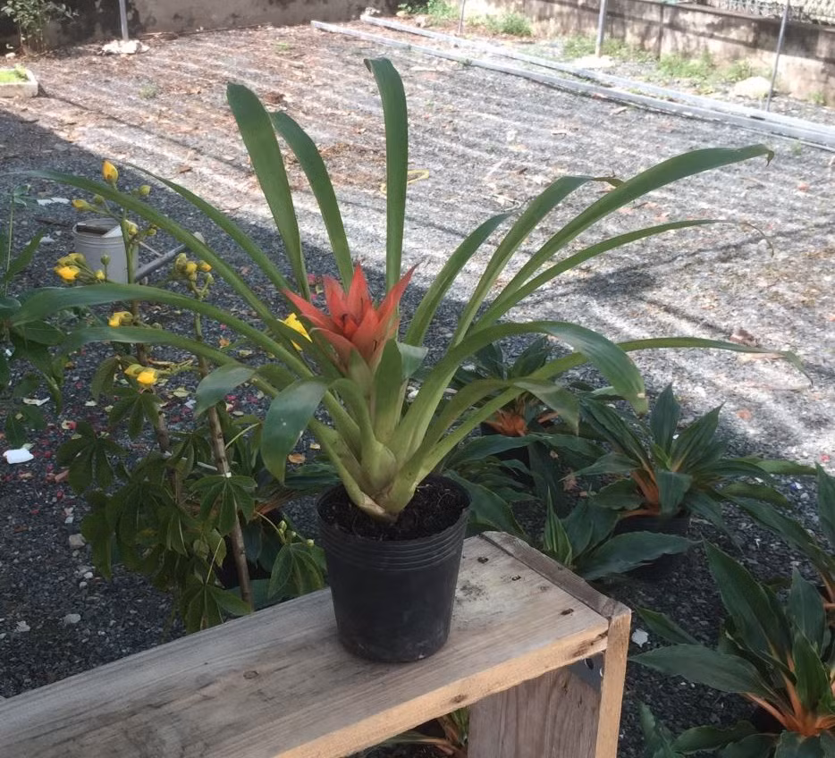 Mỗi tuần nên cho cây tiếp xúc với ánh sáng 2-4 tiếng để cây quang hợp tốt hơn. Ảnh: Bonsai mini.