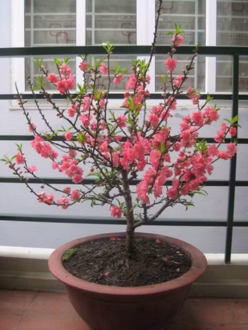 Nếu không có vườn thì trồng đào vào chậu to. Lưu ý xử lý đáy chậu thật thoát nước. Ảnh: Baogiaothong.