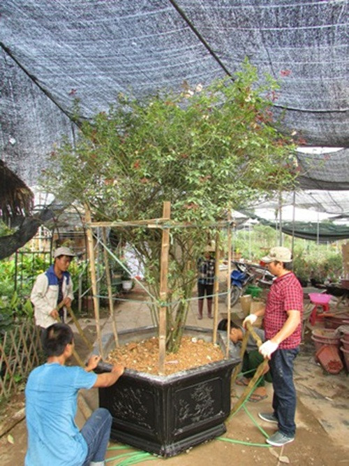 Thế nhưng tại nhiều nơi, người ta lại chưa biết đến giá trị của loại hồng này mà thường chặt bỏ hoặc bán với giá rẻ. Mình quyết định dành thời gian tìm hiểu và lên tận Lào Cai, Yên Bái, thậm chí vào Huế, Đà Lạt… để đặt mua và nhân giống.”