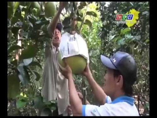 Khi trái đạt kích thước tối đa, nhà vườn còn dùng dây buộc chặt cuống trái vào cành, thân để mưa gió không làm rụng trái. Ảnh: Cantho.