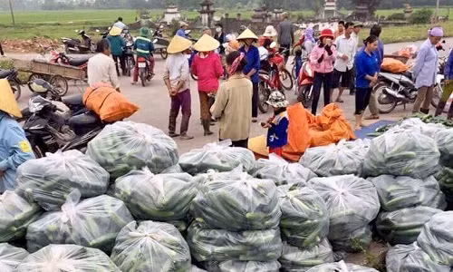 Cách đây khoảng 1 tháng, giá dưa chuột dao động từ 7.000 - 10.000 đồng thì nay chỉ còn 4.000 - 5.000 đồng/kg, thậm chí 1.000 - 1.500 đồng/kg. Ảnh: FB Hai hong 24h.