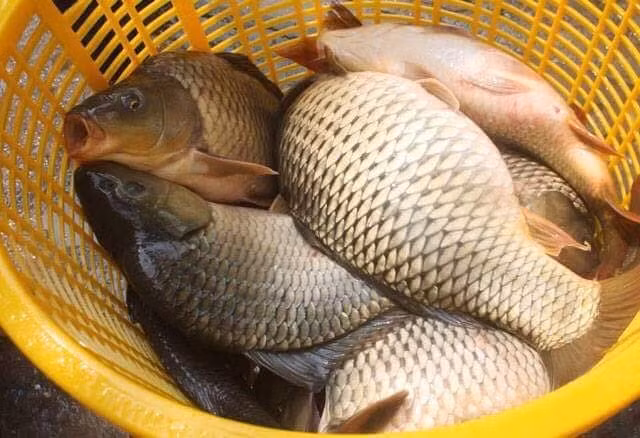 Vì thế, cá rô phi, cá chép, cá trôi, cá trắm được dự đoán tăng giá 10% - 20%. Ảnh: Chocayenso.