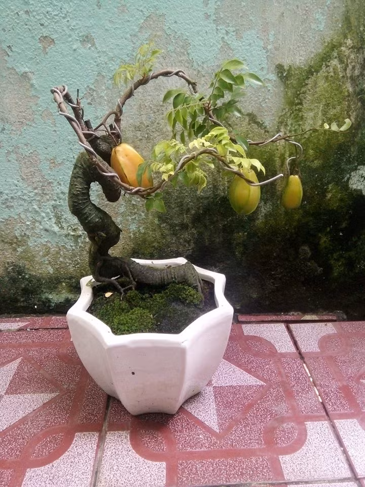 Vì thế, sự độc đáo luôn làm nên giá trị mỹ thuật hiếm thấy của những chậu khế bonsai. Ảnh: FB Phúc Nguyễn.