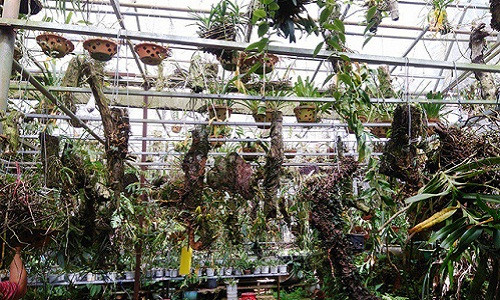 Vườn lan được lắp đặt hệ thống phun sương để tạo độ ẩm, làm mát cho cây. Ảnh: Baogialai.