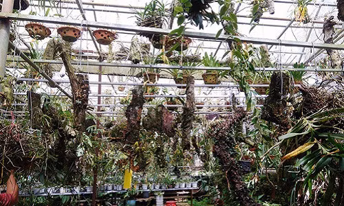 Vườn lan được lắp đặt hệ thống phun sương để tạo độ ẩm, làm mát cho cây. Ảnh: Baogialai.