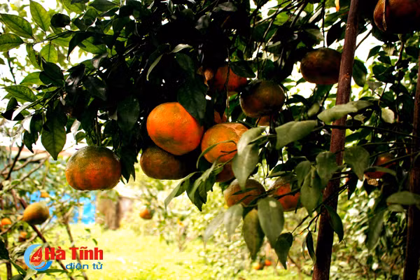 Biện pháp này giúp tăng sản lượng cây trồng, chất lượng sản phẩm. Cam rất sáng màu, quả tròn đều, ăn ngọt hơn.