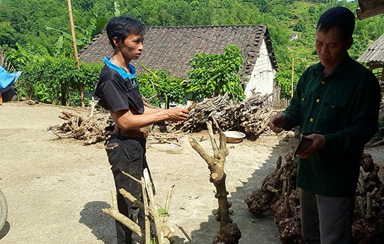 Thời gian gần đây, một số thương lái vào tận nhà dân ở huyện Chi Lăng, Hữu Lũng, Văn Quan (Lạng Sơn) thu mua gốc cây ngũ sắc về làm cây cảnh. Ảnh: Dân Việt.