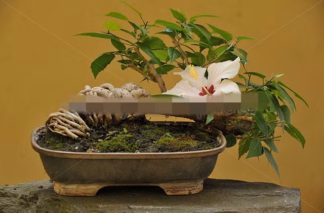 Hoa dâm bụt trắng vô cùng quyến rũ. Ảnh: Alamy.