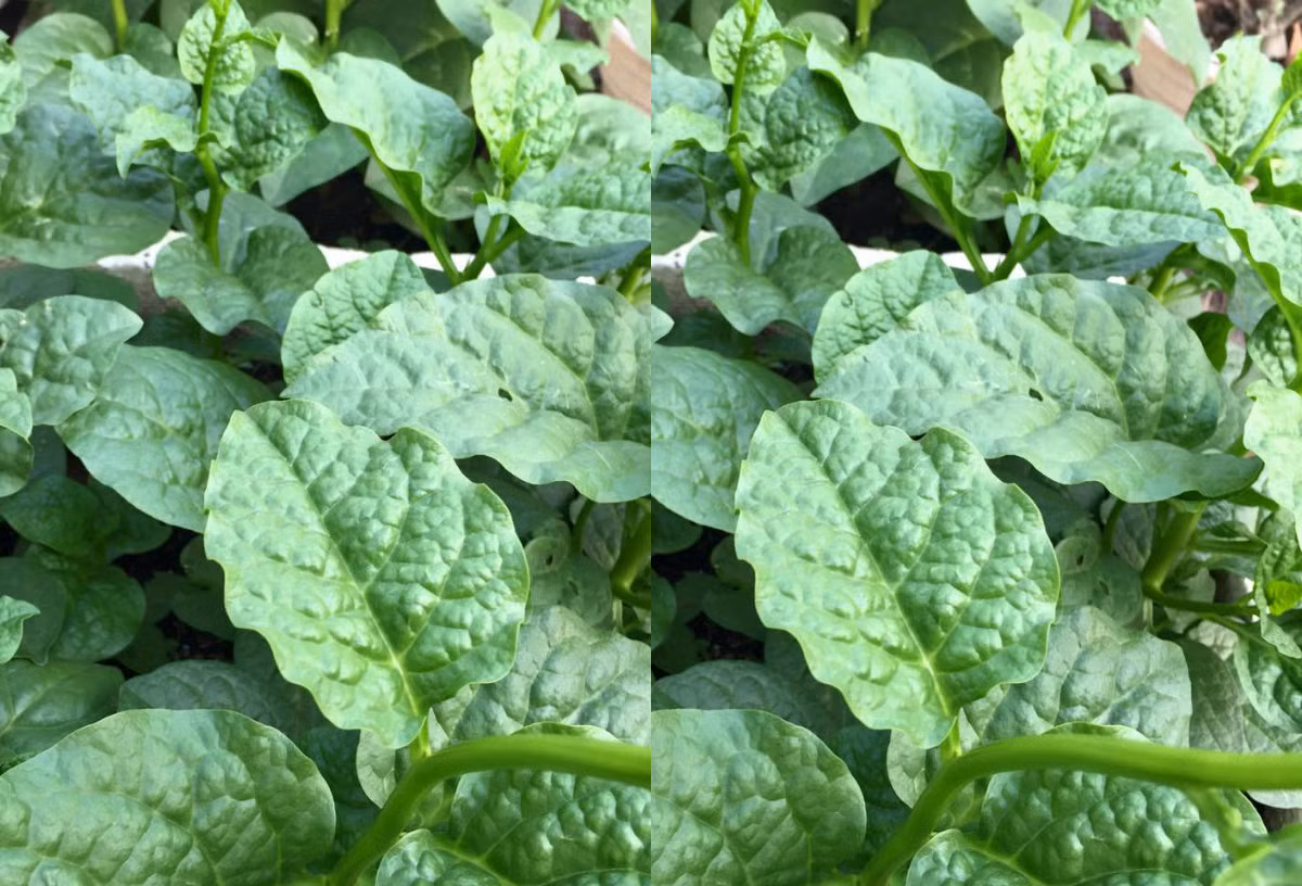 Giữ chức vụ Giám đốc một công ty, song chị Hiền vẫn dành thời gian để chăm sóc vườn rau. Ảnh: Dân Việt.