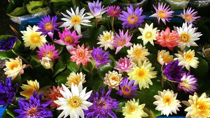 Thậm chí, trên cùng một bông hoa có thể có từ 2-3 màu khác nhau, dựa vào điều kiện sống và môi trường. Ảnh: FB Hoa Súng.