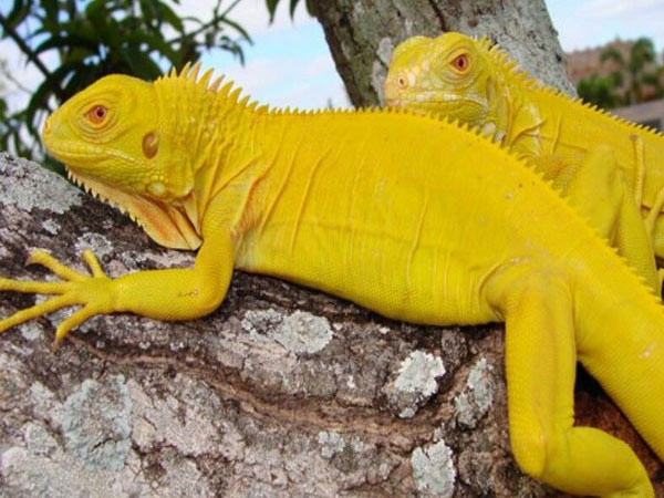 Việc chăm sóc cự đà không phức tạp, thức ăn chính là các loại rau, củ rửa sạch. Ảnh: Facebook.