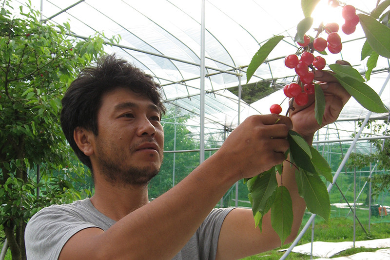 Sở dĩ có mức giá vô cùng đắt đỏ là do cây cherry này thường được trồng trong hầm nhựa để tránh mưa làm vỏ bị nứt. Ảnh: Organic-exp.