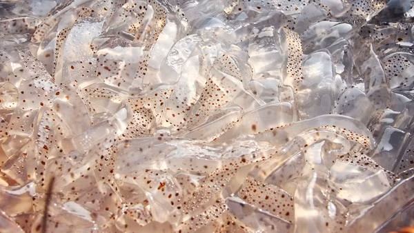 Bên cạnh nguồn lợi cho người đánh bắt, sứa biển còn tạo việc làm, đem lại lợi nhuận cao cho người thu mua, chế biến. Ảnh: Baohatinh. Video: Diễn Châu, Nghệ An: Nhộn nhịp mùa sứa biển. Nguồn: VTC14.